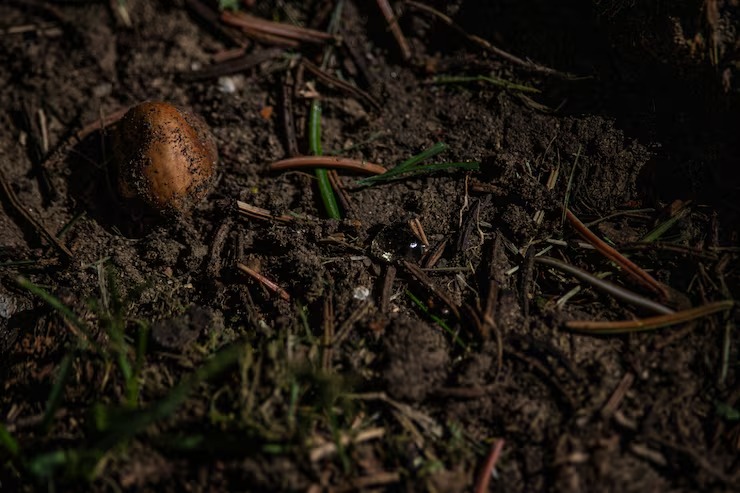 Vie microbienne du sol — compost Bofertil