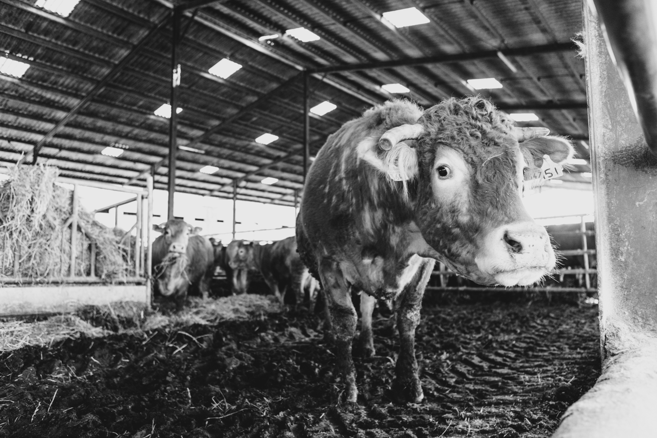 Biofertil – élevage bovin Dordogne