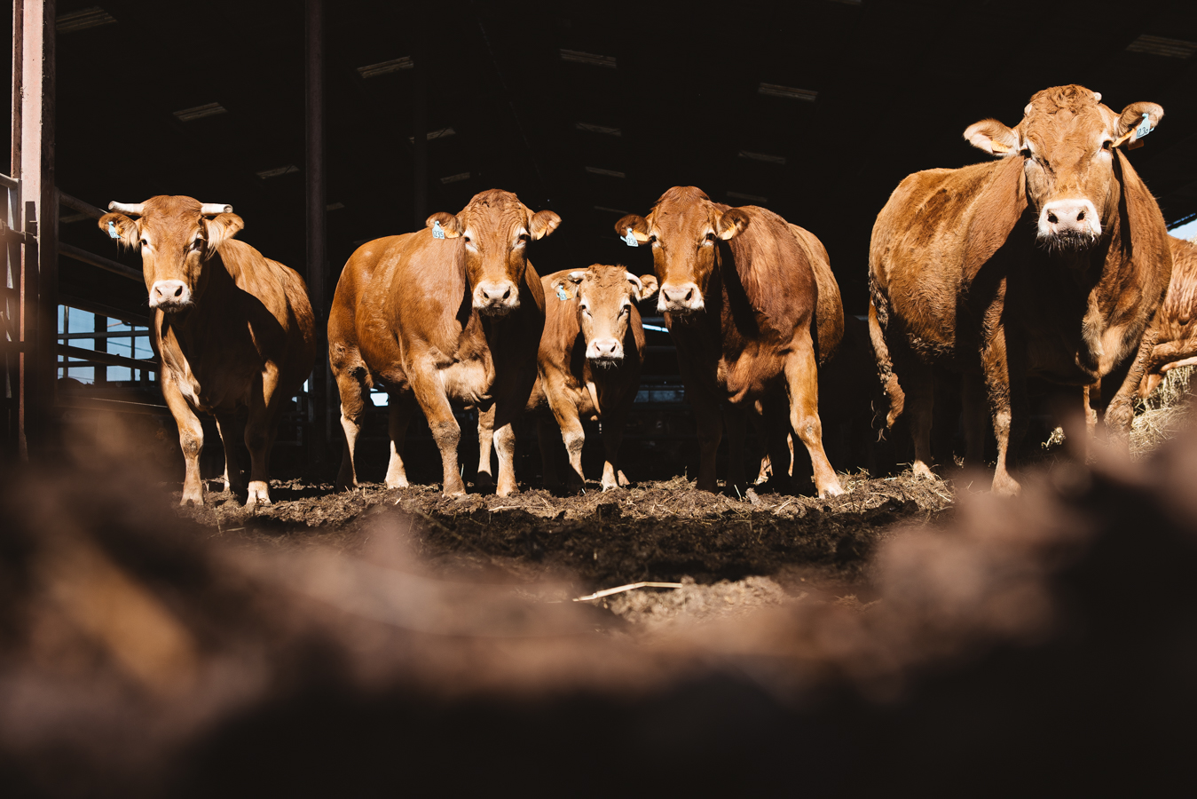 Biofertil – élevage bovin Dordogne